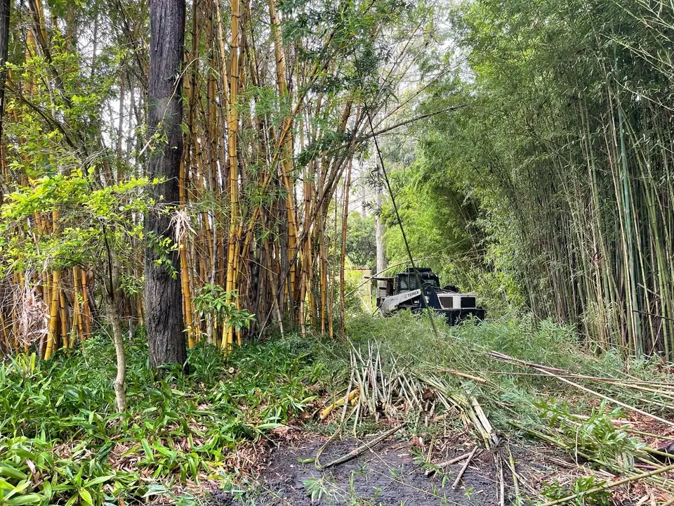 Bamboo Removal and Control