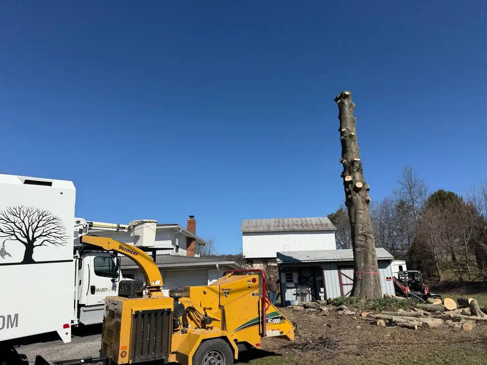 Residential Tree Services